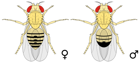 450px-Biology_Illustration_Animals_Insects_Drosophila_melanogaster.svg