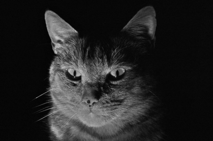 BLack Metal Cat (Small)