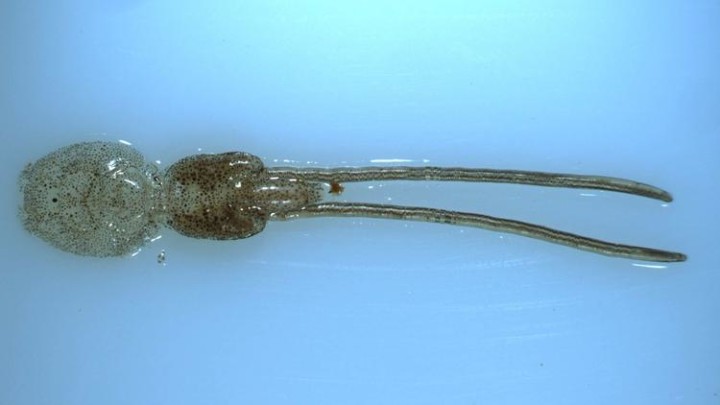 bal-august-2018-sea-lice-20180824