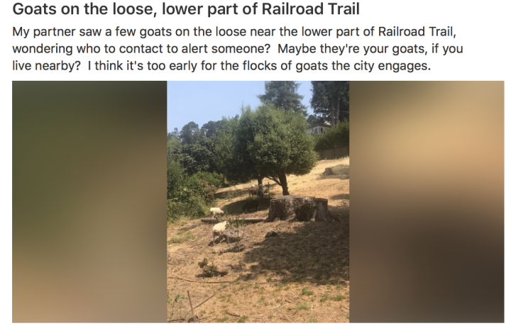 goats on the loose