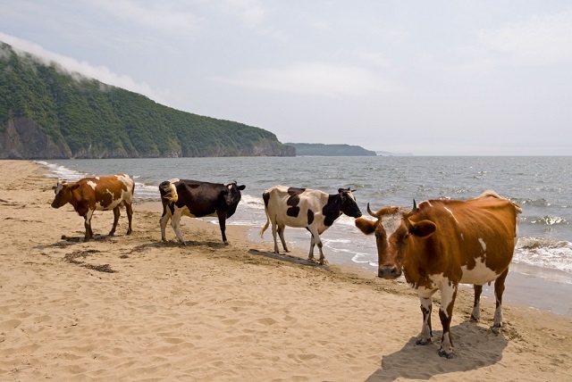 Cows on a beach at the sea in summer day.
