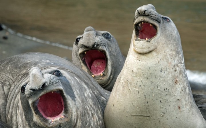 0_CATERS_SINGING_SEALS_THREE_TENORS_01-800x498