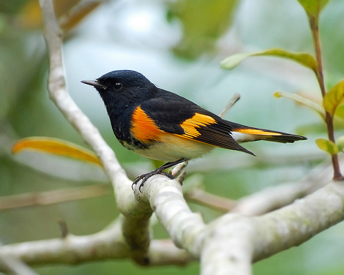 american redstart