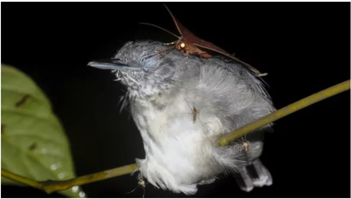 moth