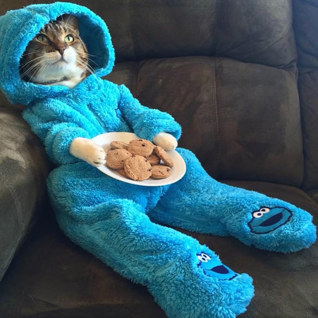Cookie Monster Kitty
