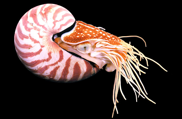 animals-nautilus-slide1-web