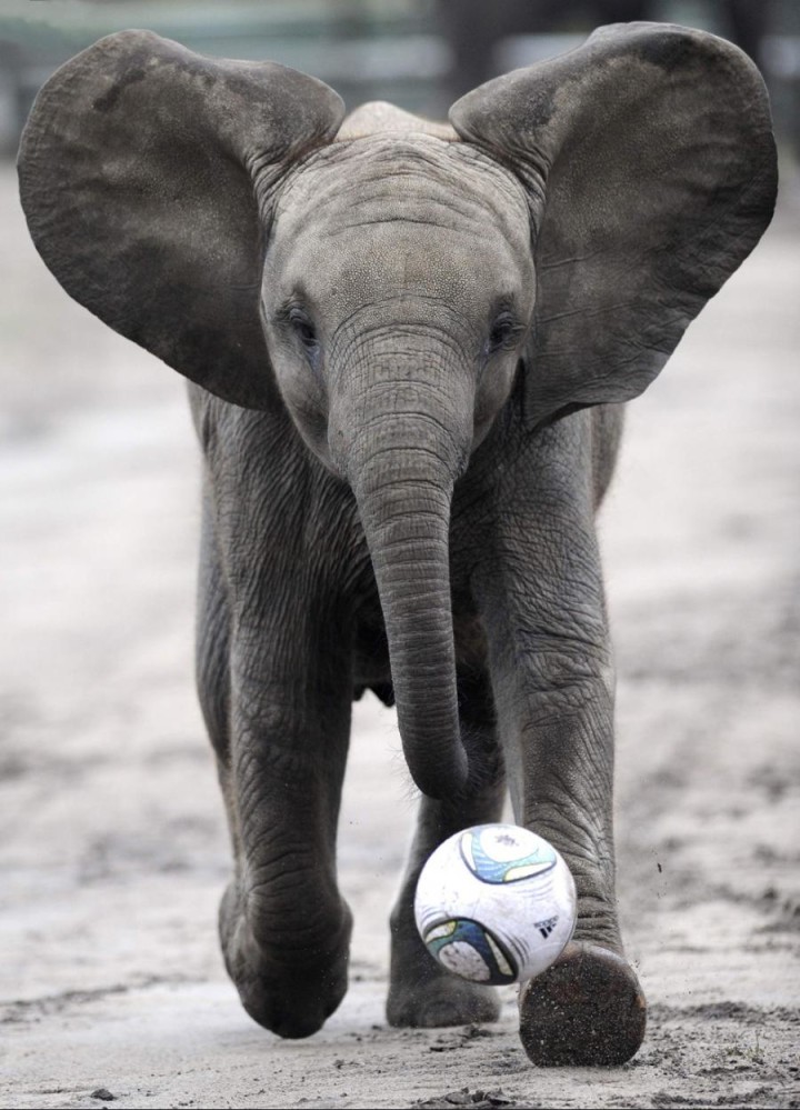 babbyelephant