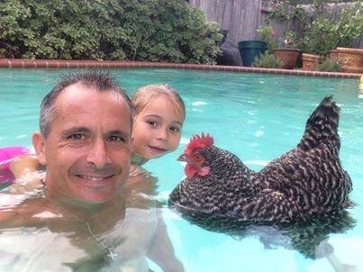 chicken pool