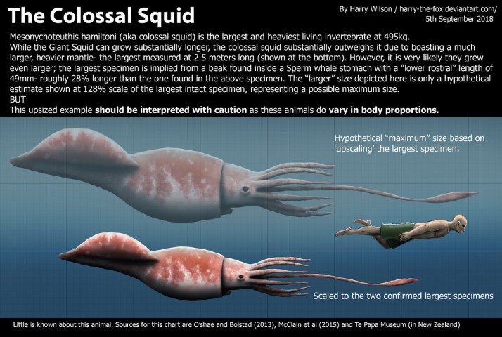 colossal_squid_size_by_harry_the_fox-dcm308o (Small)