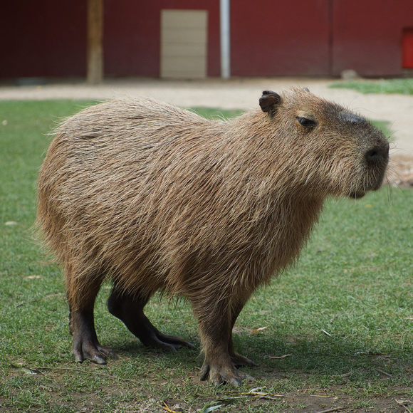 Capybara_Taavi Burns