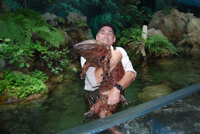 GIANT-SALAMANDER