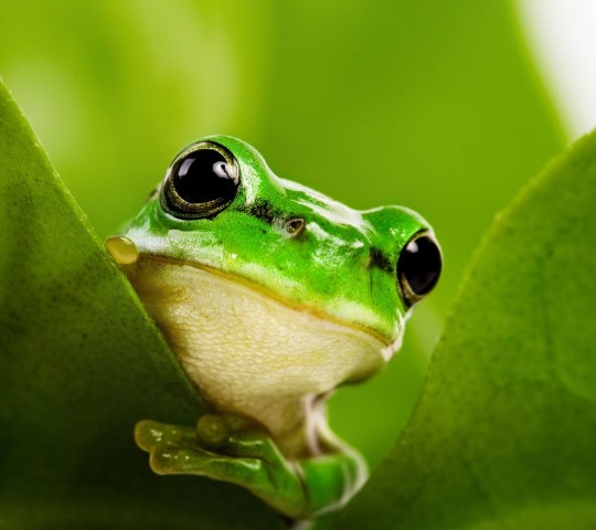 cute-frogs-pictures-125232-1022220 (Small)