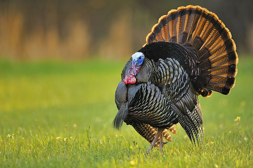 turkey