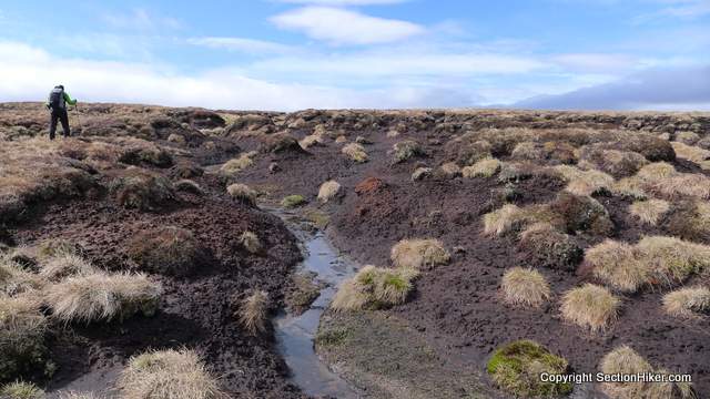 bog