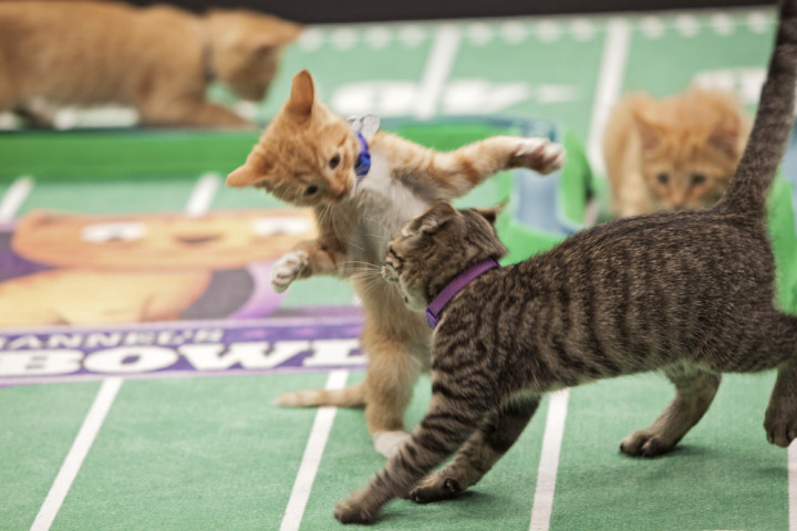 kittentackle