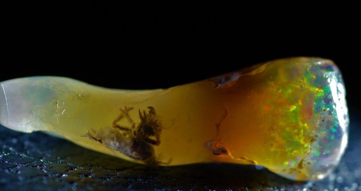 fossilized-insect-in-opal