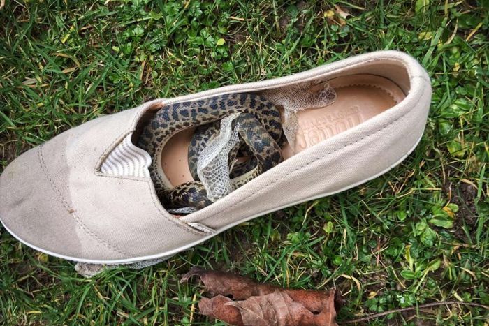 shoe snake