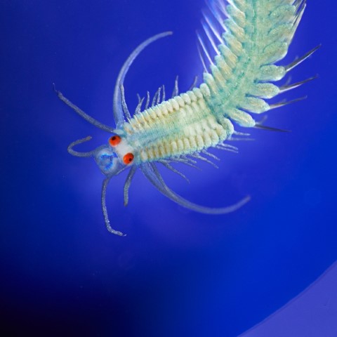 swimdikular (Small)