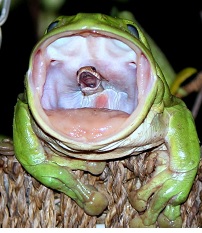 frog 2