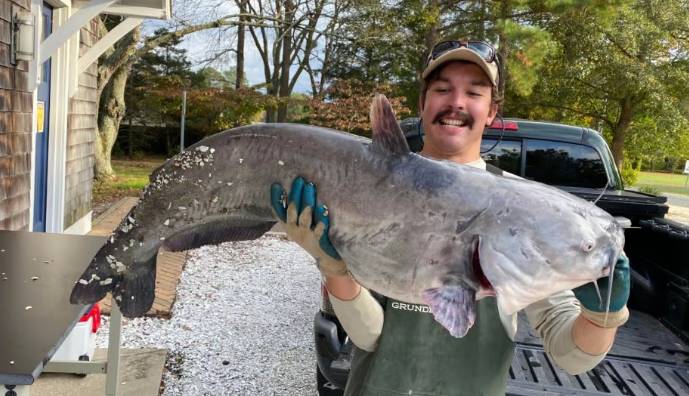 VIDEO_Blue_Catfish_Caught_with_Entire_Wood_Duck_in_Stomach_Chesapeake_Bay_Magazine_-_2022-02-13_13.42.57