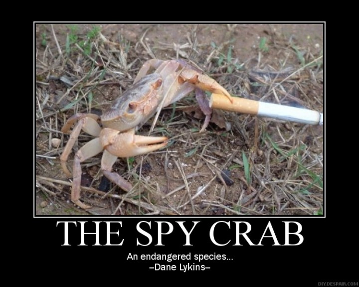 spy crab